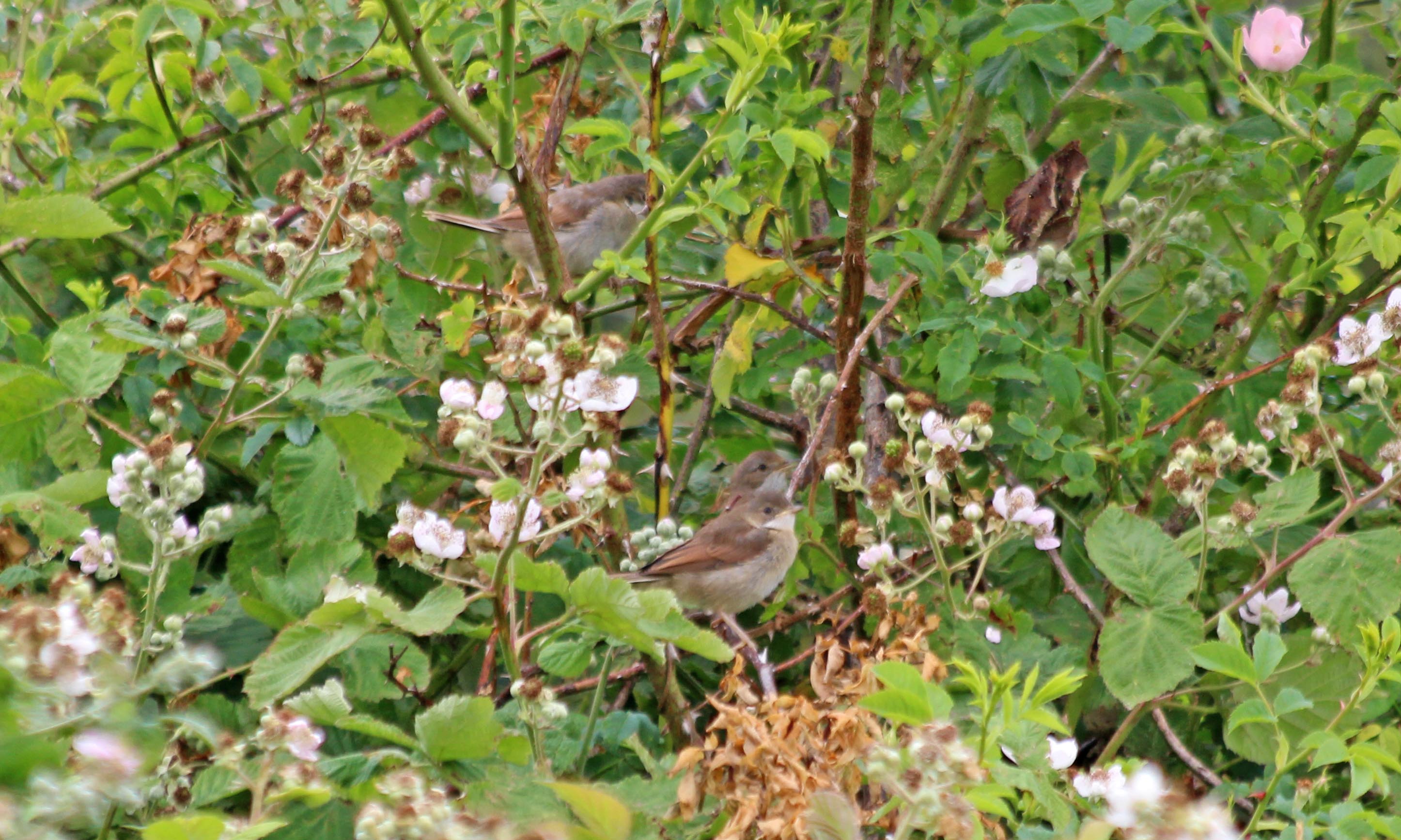 200611 whitethroats (1)