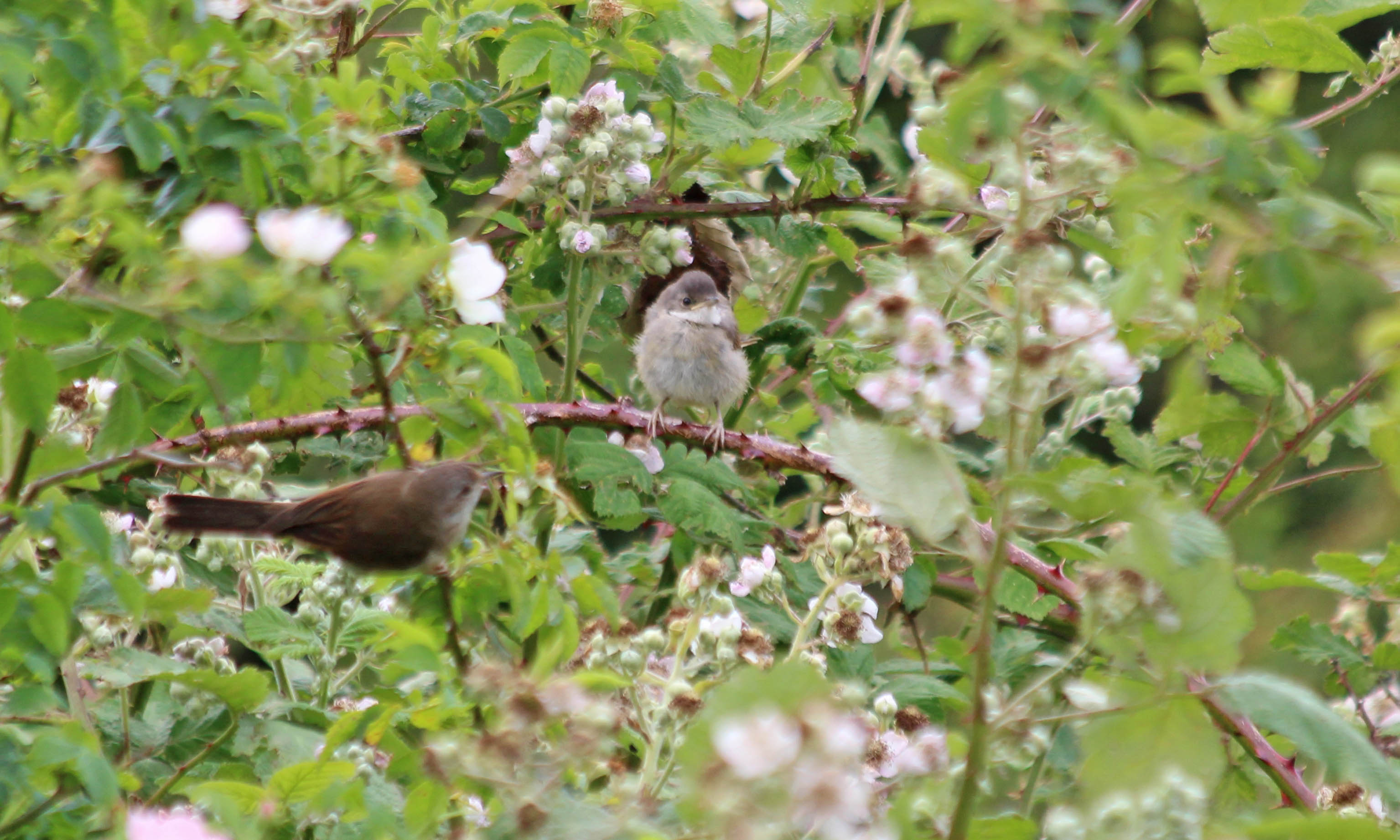 200611 whitethroats (2)