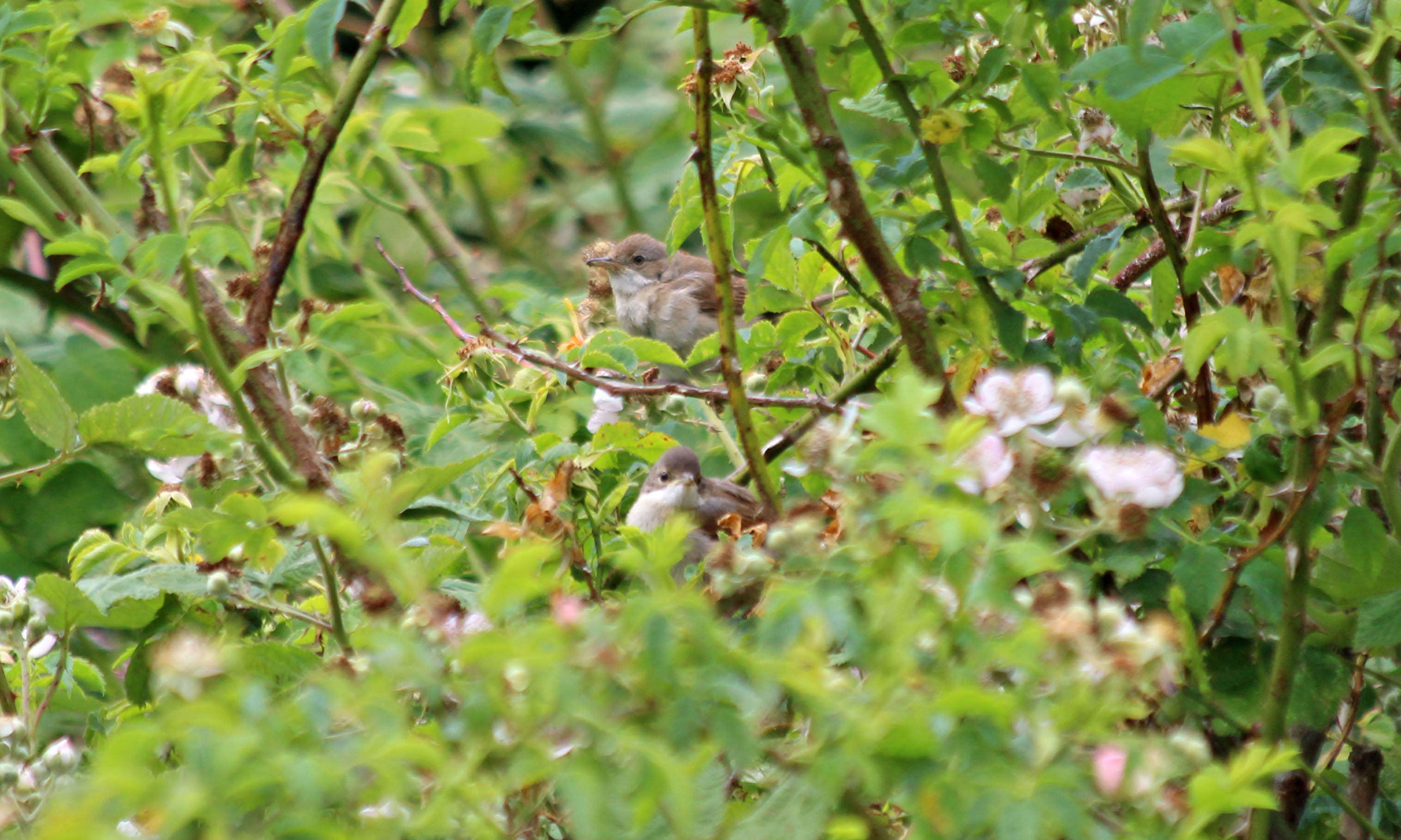 200611 whitethroats (3)