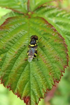 200612 Four-barred Major (1)