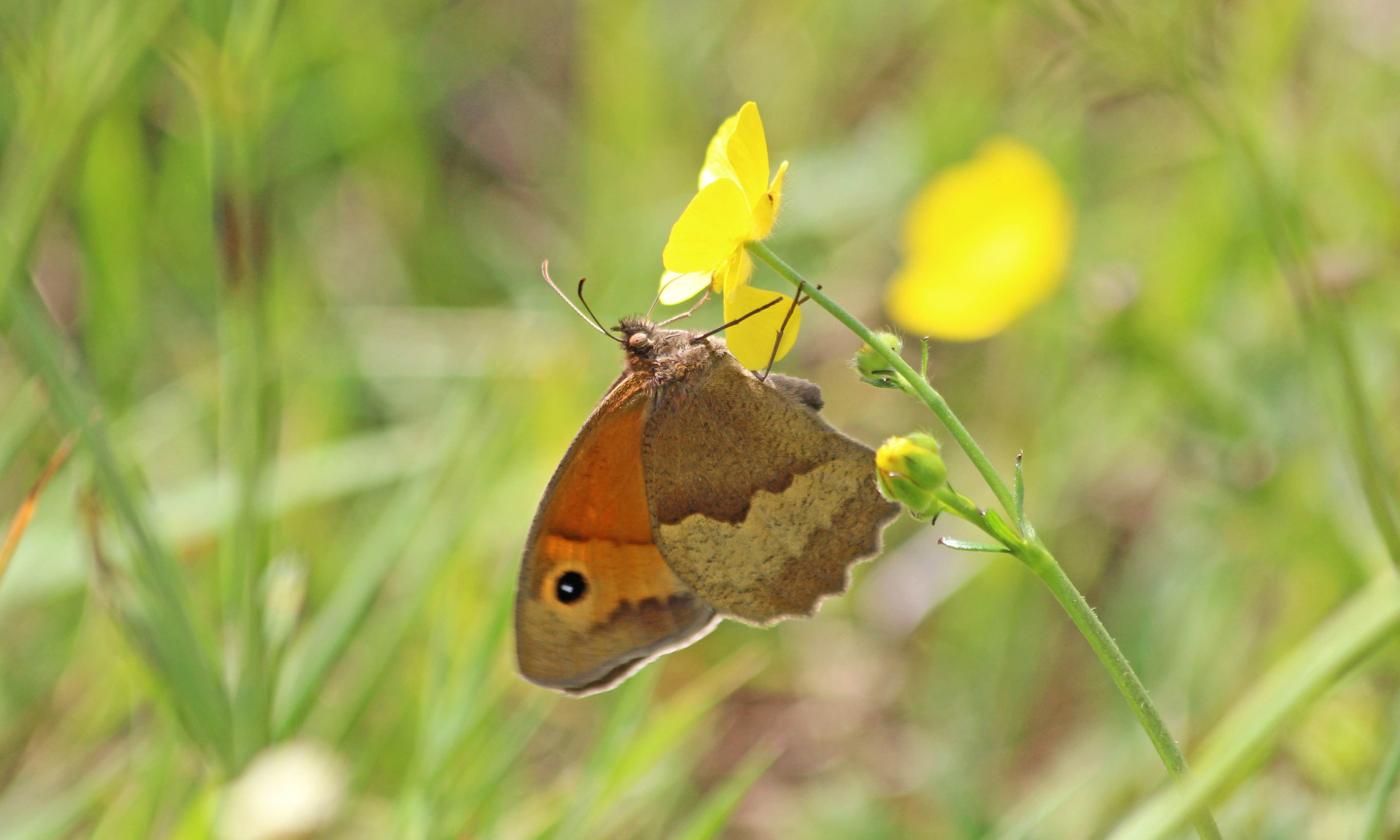 200612 meadow brown