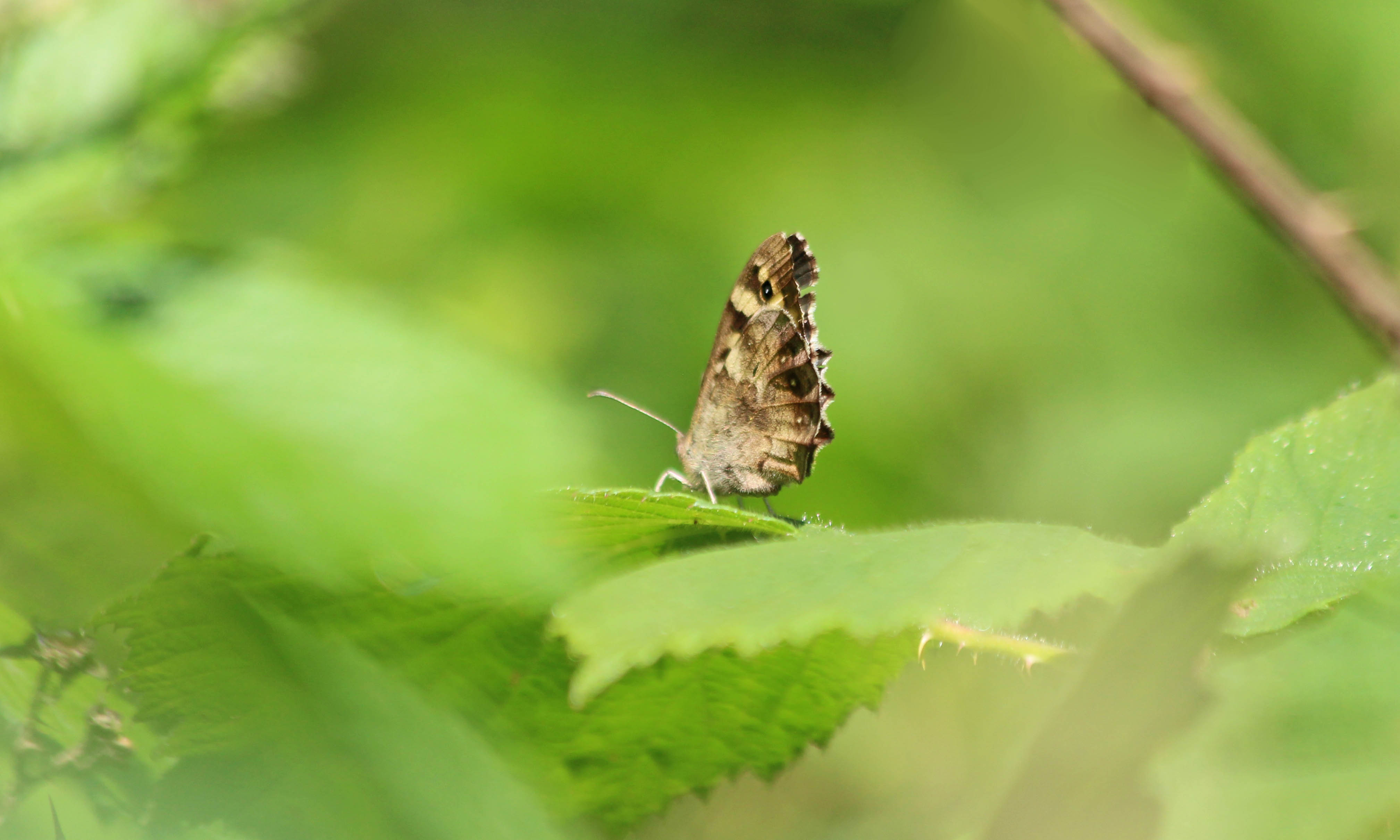 200612 speckled wood