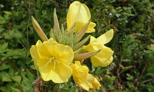 200614 2 evening primrose