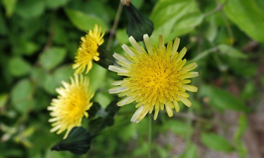 200614 5 smooth sow-thistle