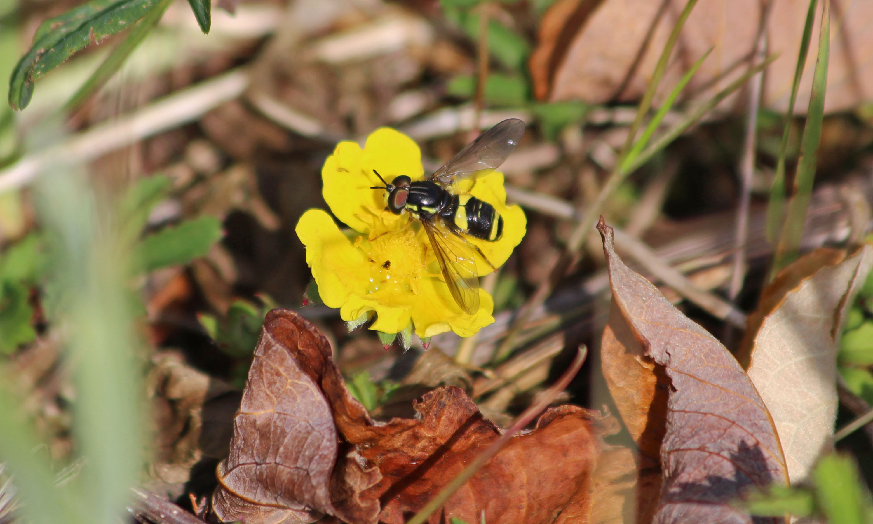 200618 chrysotoxum bicinctum