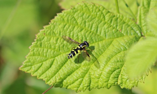 200618 xanthogramma pedissequum