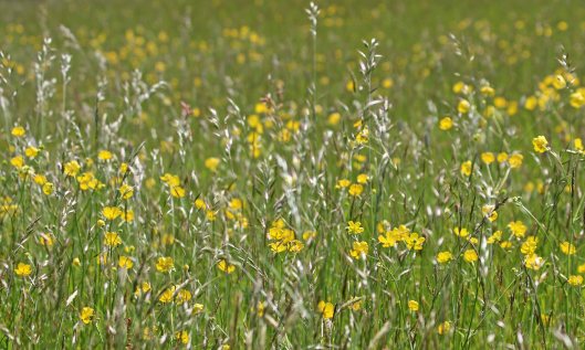 200619 meadow buttercup (1)