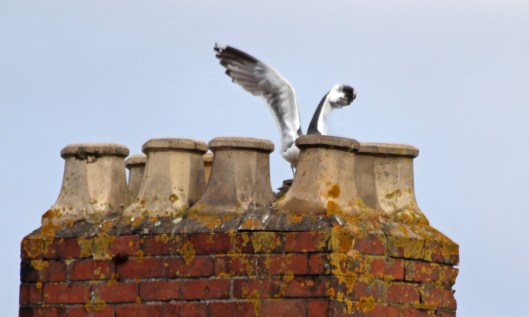 200620 2 chicks 12June