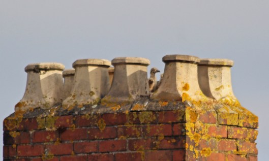 200620 3 chicks 17June