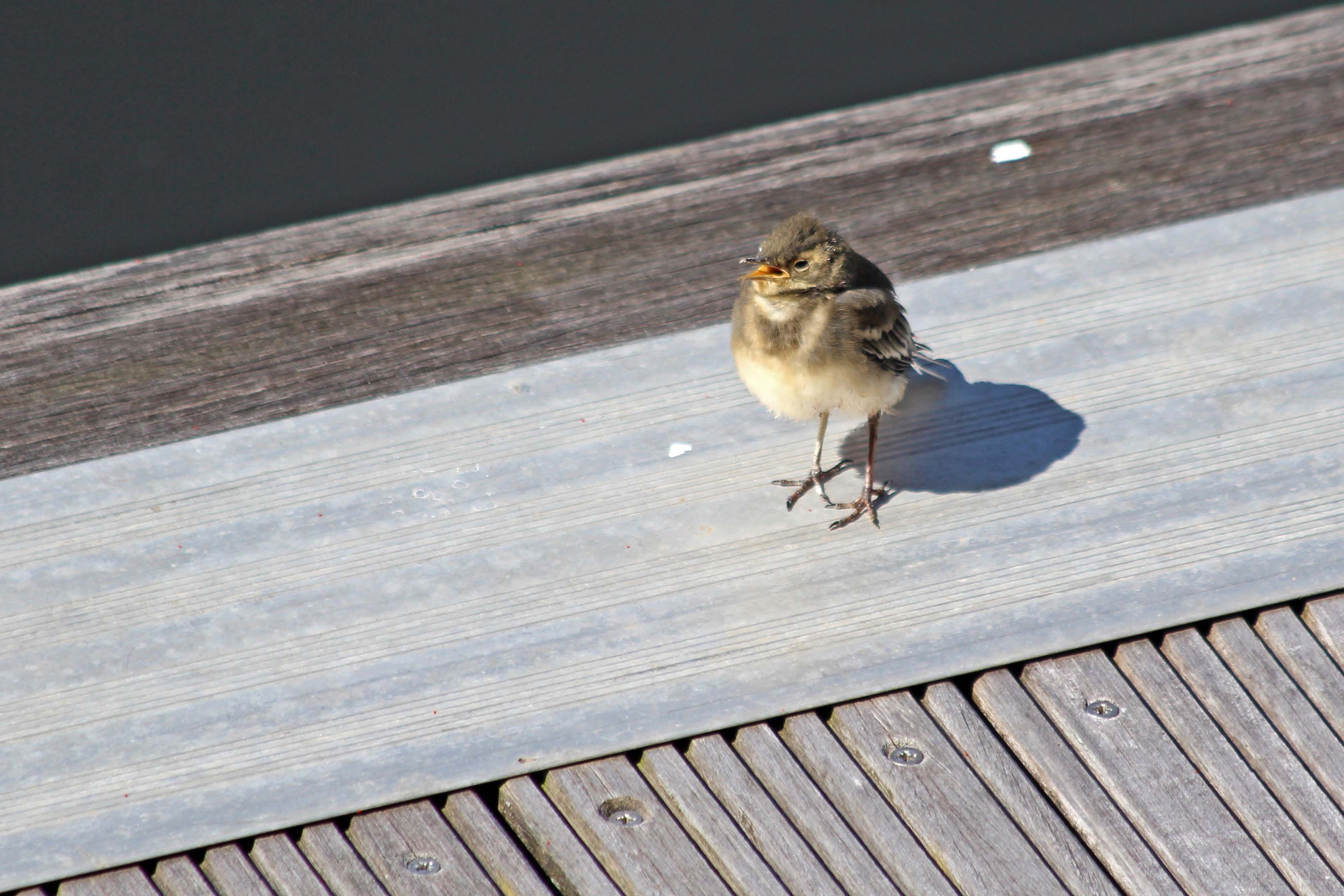 200623 1 juv pied wagtail