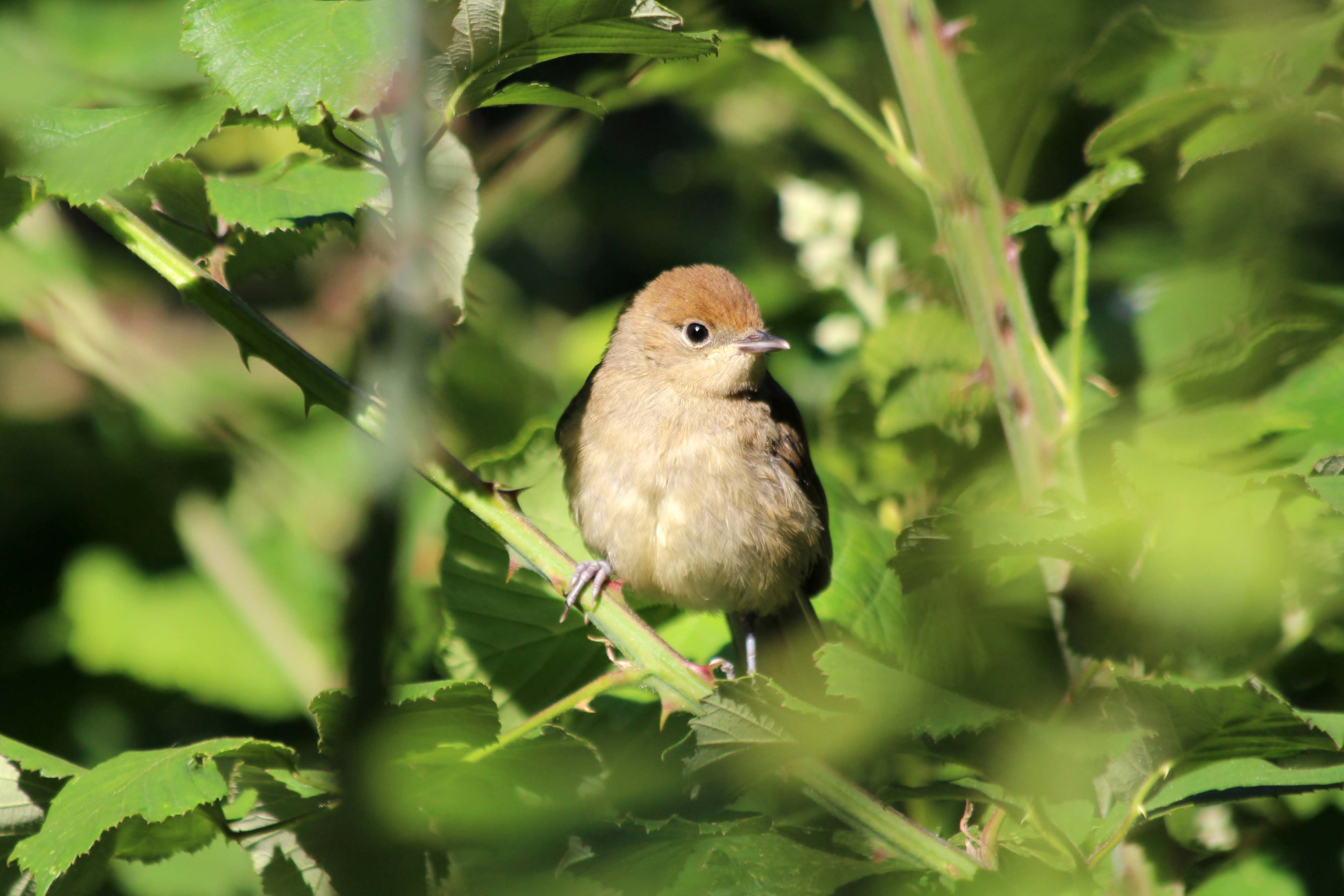 200623 2 juv blackcap