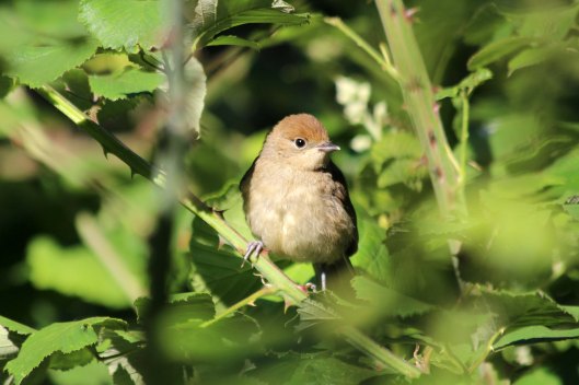 200623 2 juv blackcap