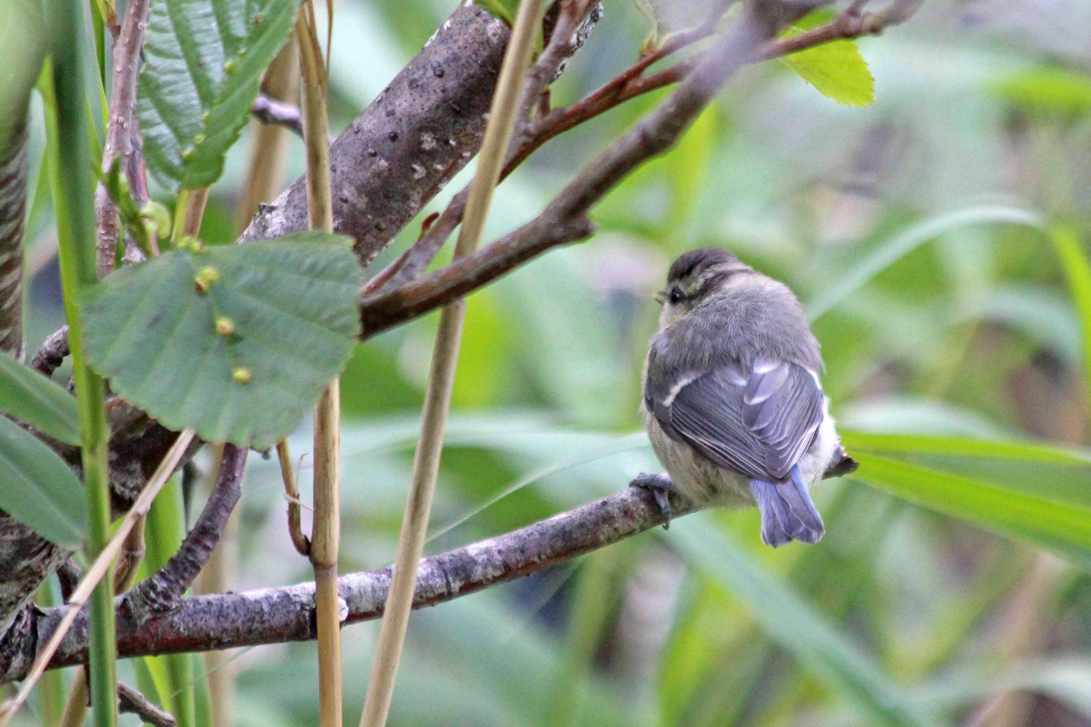 200623 3 juv blue tit