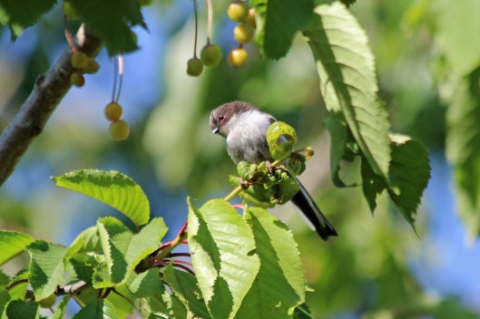 200623 4 juv long-tailed tit