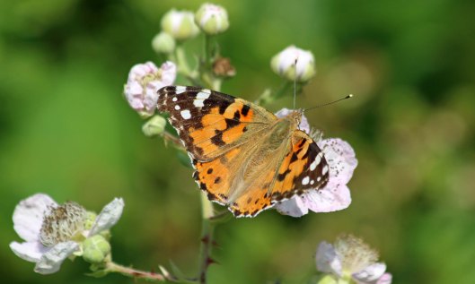 200625 painted lady (1)