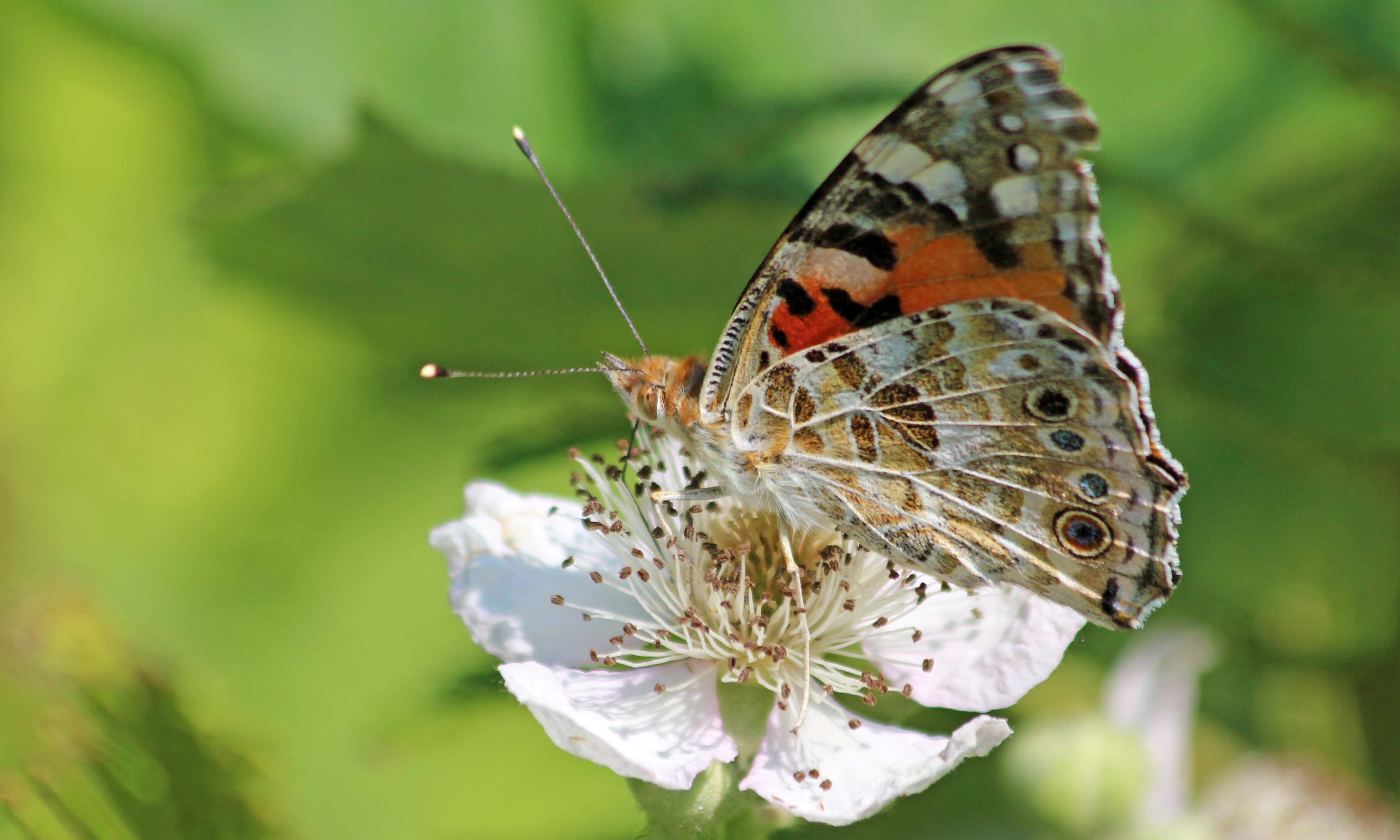200625 painted lady (2)