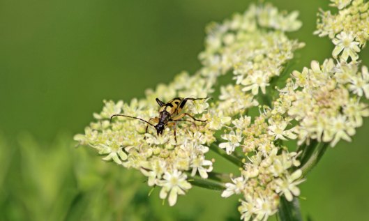 200629 spotted longhorn (1)