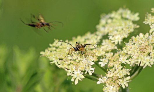 200629 spotted longhorn (2)