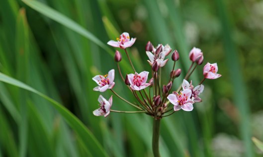 200630 flowering rush