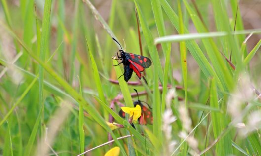 200701 1 5spot and 6spot