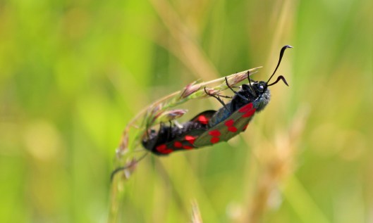 200701 2 6spot burnets