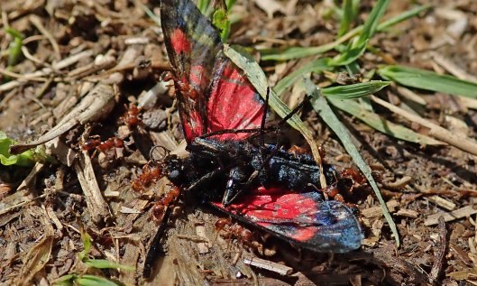 200701 7 5spot burnet dead n ants