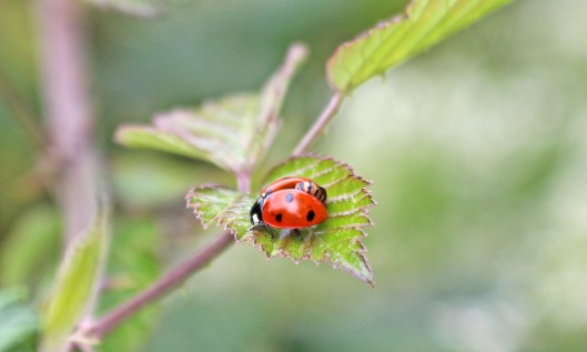200703 7spot ladybird (1)