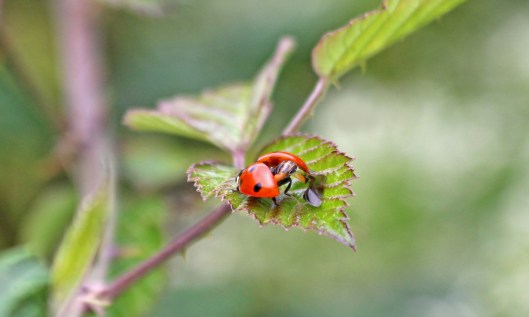 200703 7spot ladybird (2)