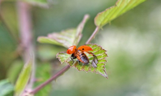 200703 7spot ladybird (3)