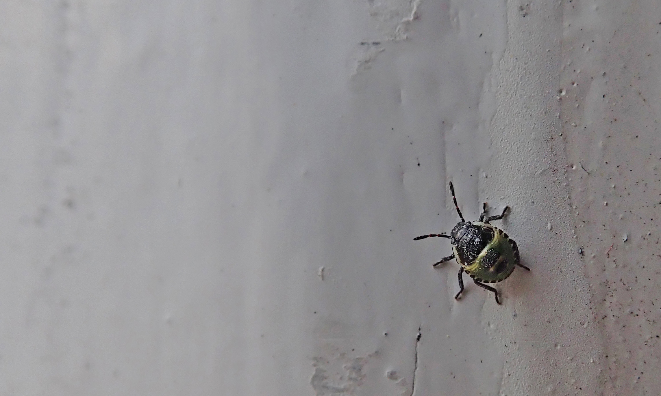 200704 1 common green shieldbug