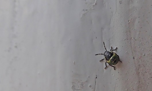 200704 1 common green shieldbug