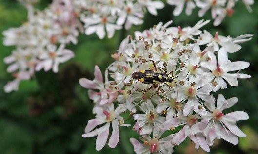 200704 2 Grypocoris stysi