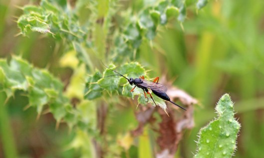 200704 5 wasp black ichneumonid