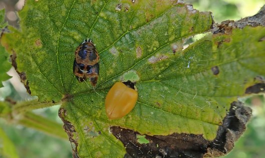 200704 6 ladybird harlequin