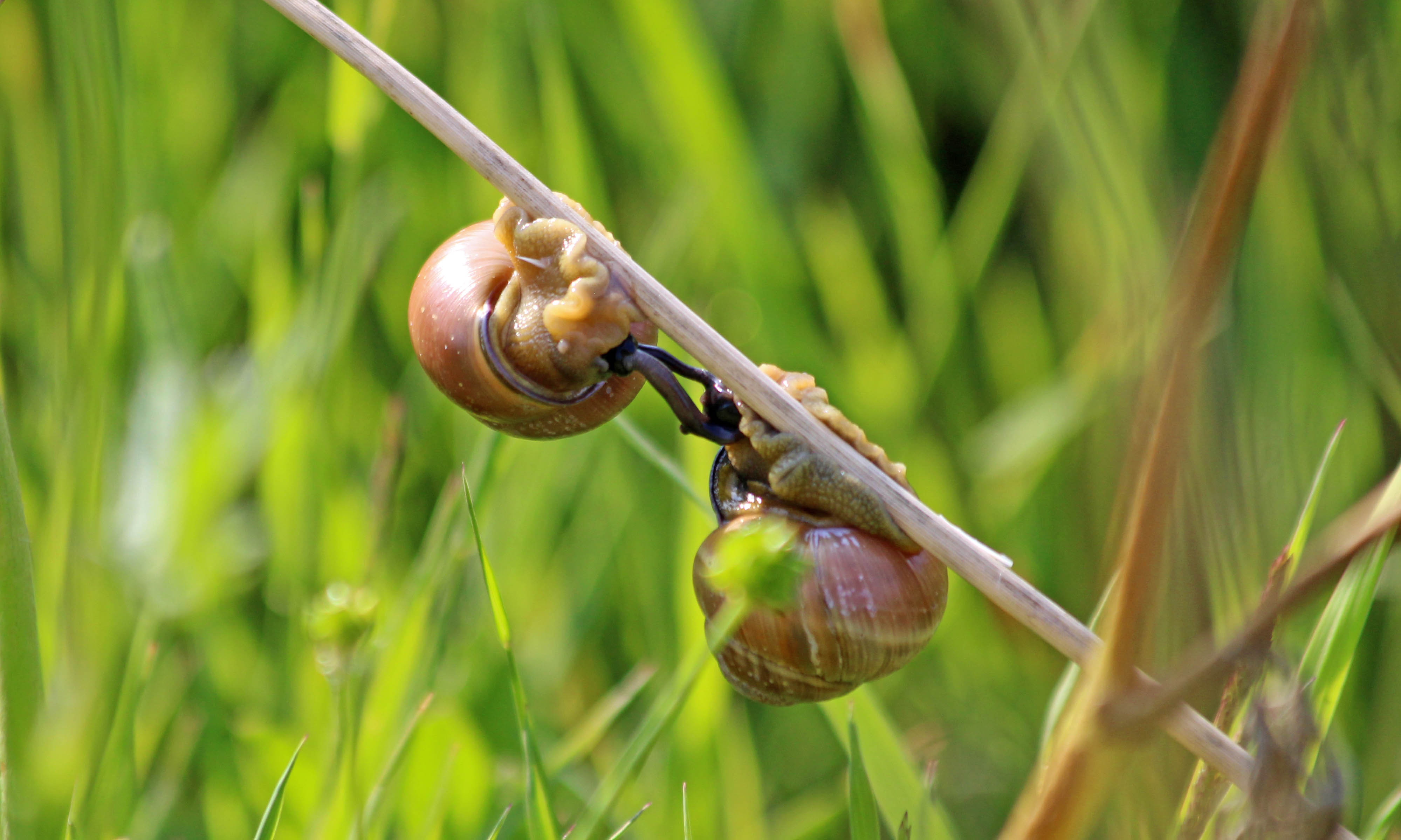200709 mating snails (2)