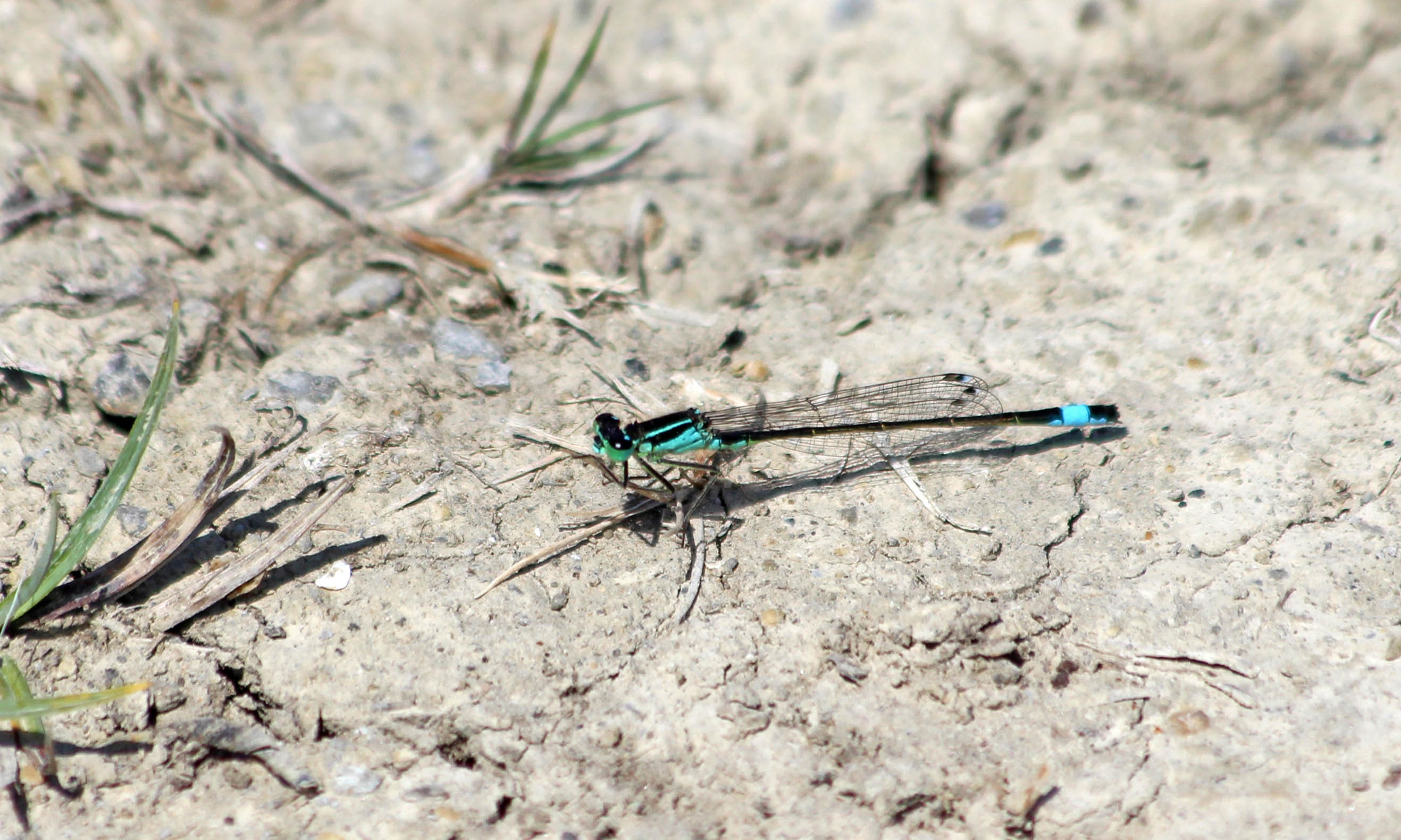 200710 blue-tailed damselfly