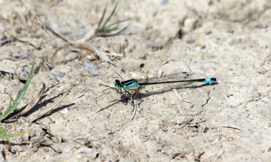 200710 blue-tailed damselfly