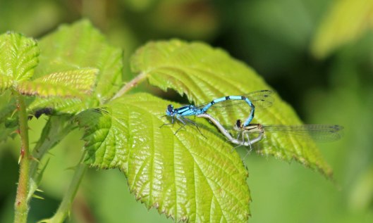 200710 common blues mating
