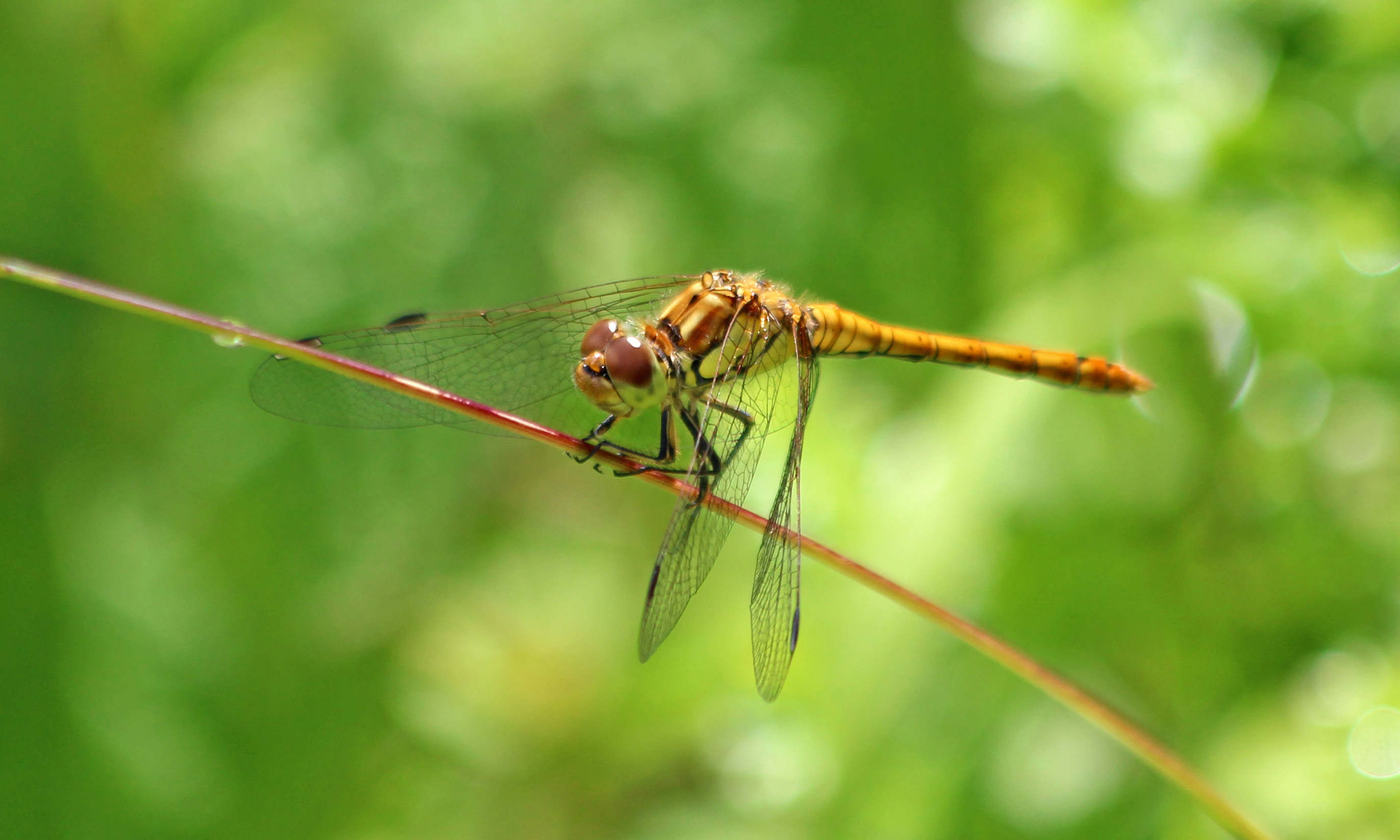 200710 common darter