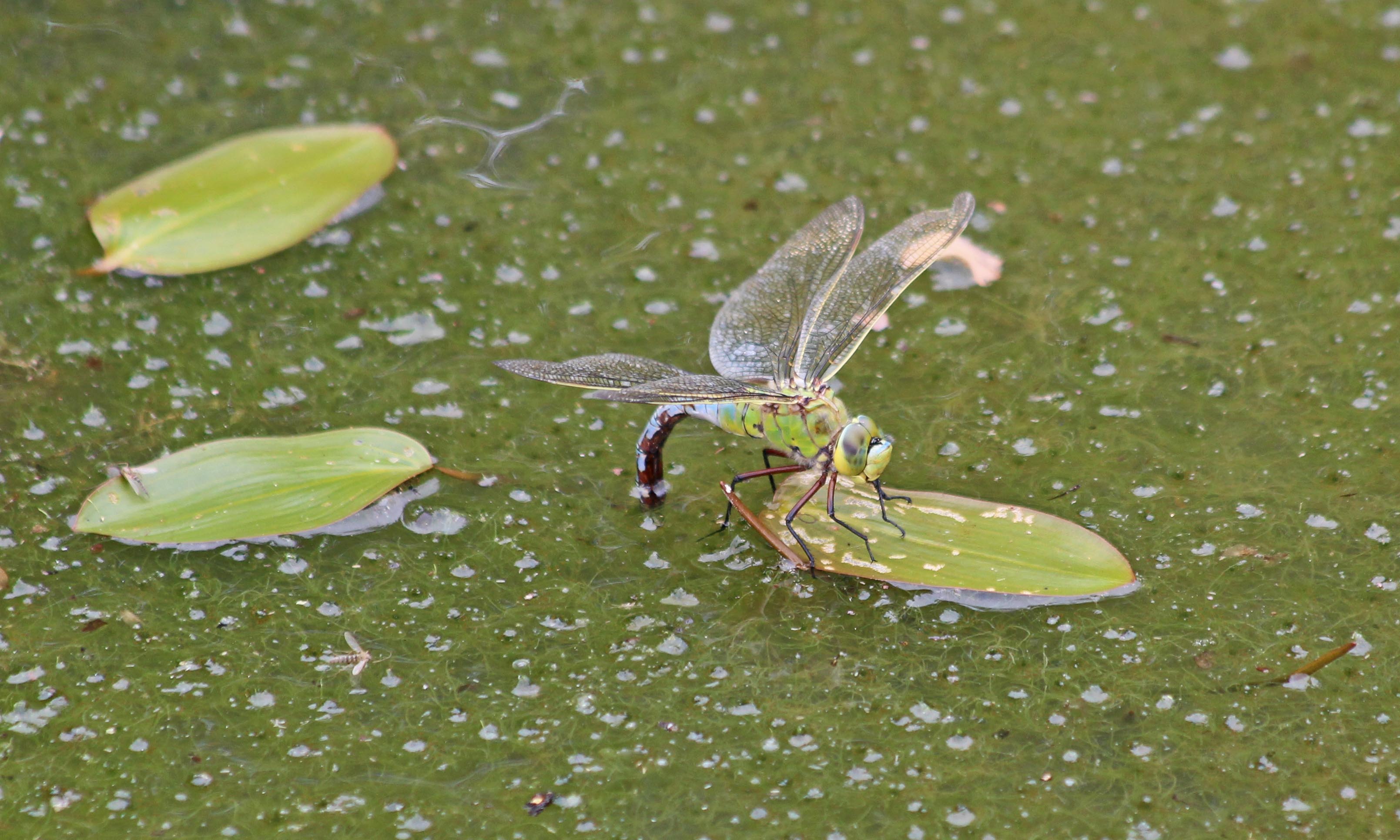 200710 emperor female ovipositing