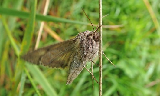 200711 Silver Y moth