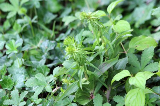 200712 broad-leaved helleborine 17 june (2)