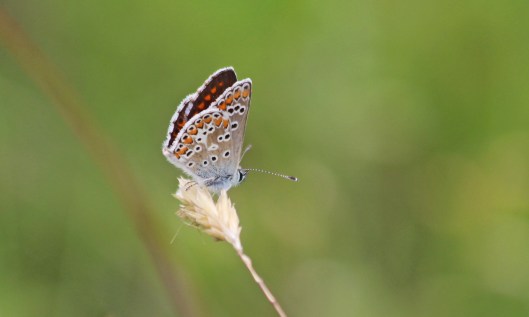 200714 brown argus (1)