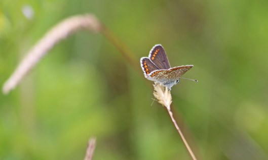 200714 brown argus (2)