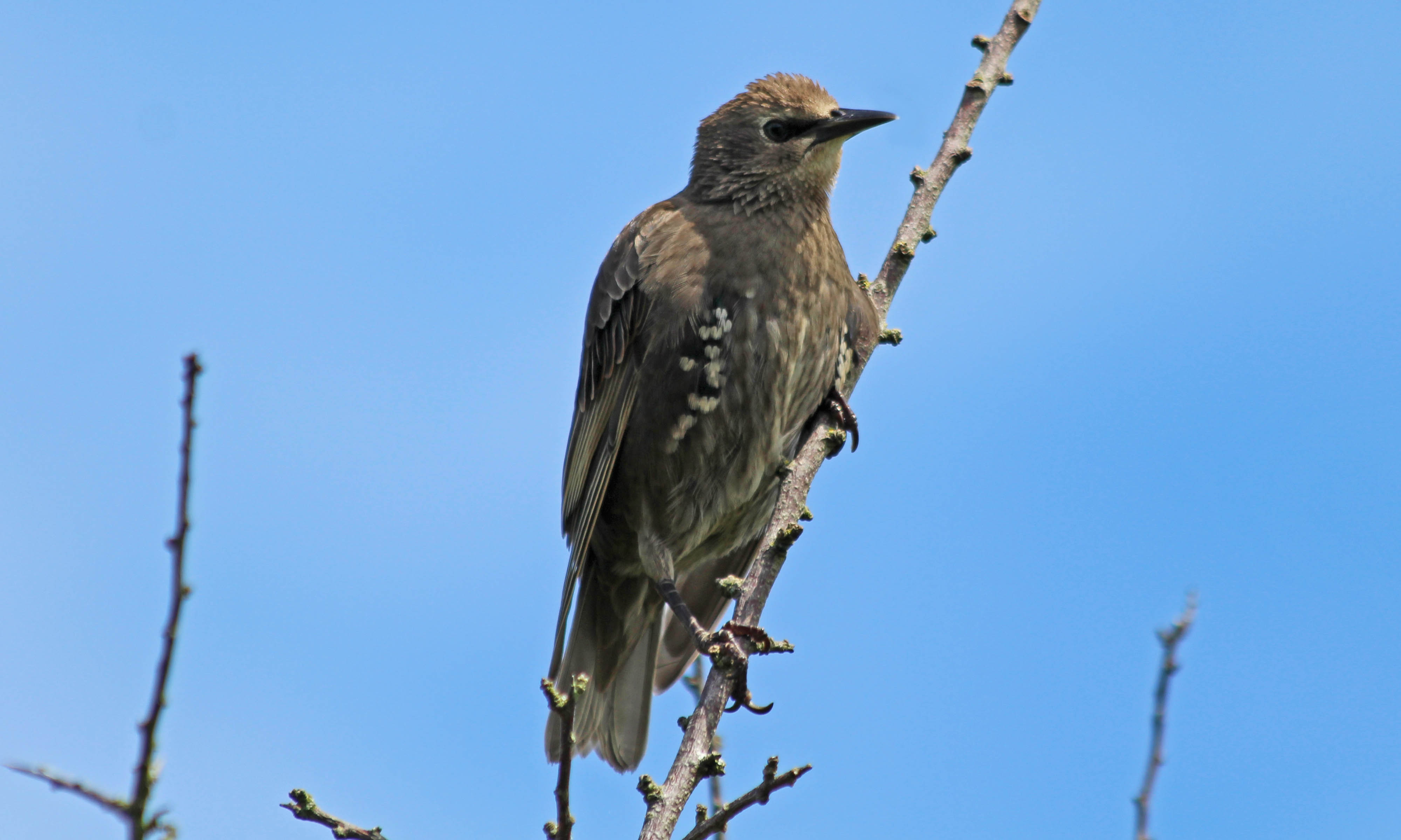 200715 starling (2)