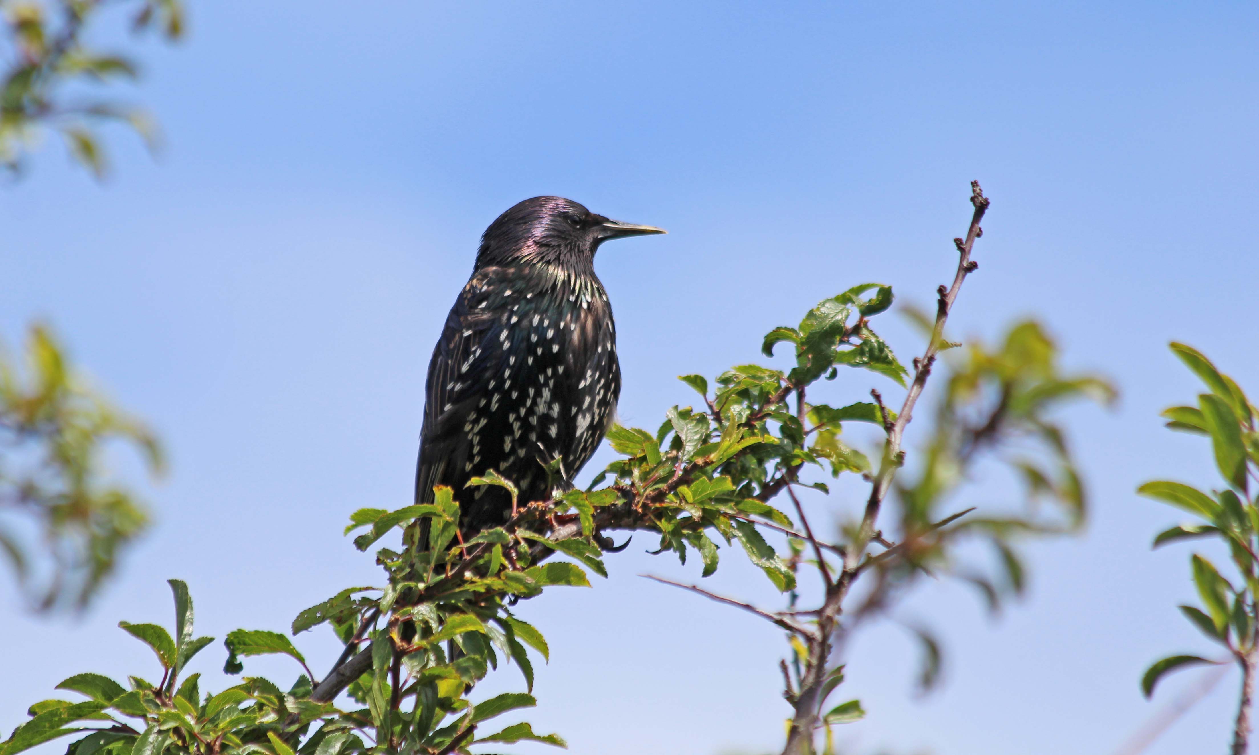 200715 starling (3)