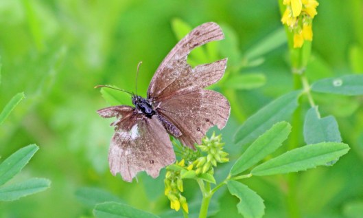 200717 2 ragged ringlet