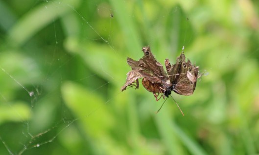 200717 2 ringlet caught by spider