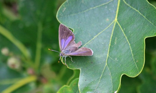 200718 purple hairstreak (2)