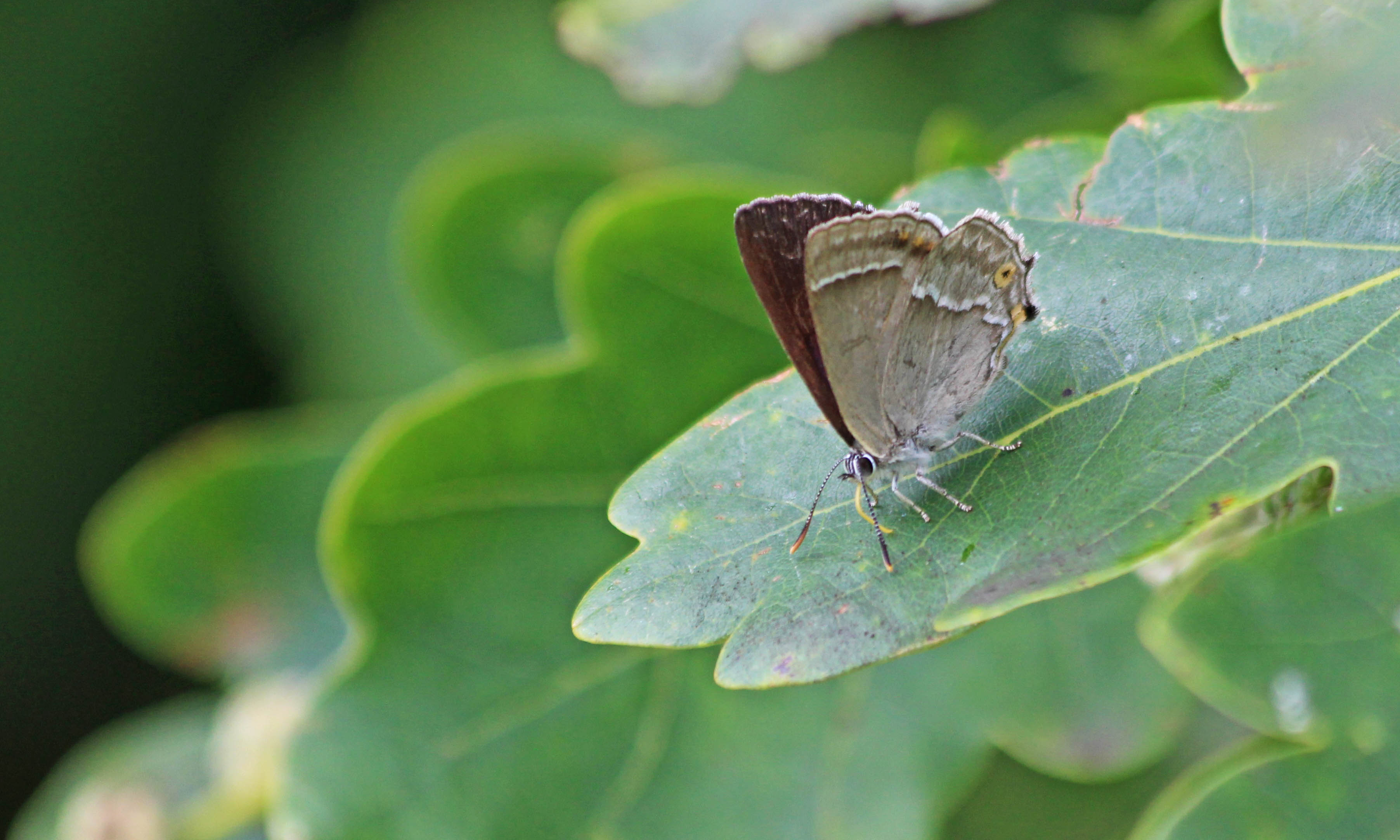 200718 purple hairstreak (3)